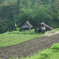 Photo de Bali - Baturiti